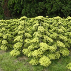 Ilex crenata
