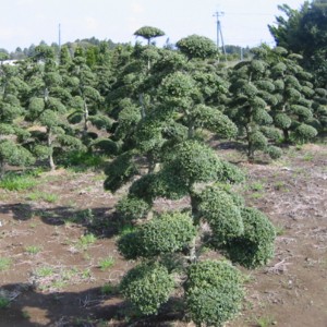 Ilex crenata