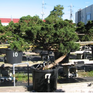 Juniperus chinensis 'Shinpaku'