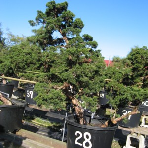 Juniperus chinensis 'Shinpaku'