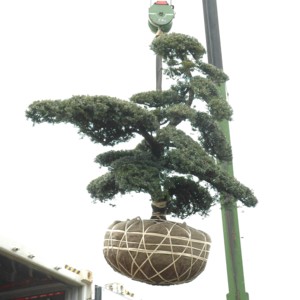 BONSAI GIAPPONE