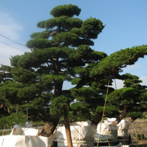 Pinus pentaphylla