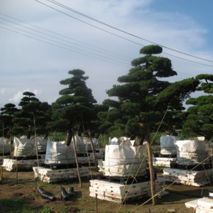 Pinus pentaphylla