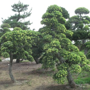 Podocarpus macrophyllus