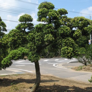Podocarpus macrophyllus