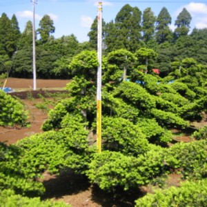 Taxus cuspidata