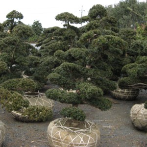Taxus cuspidata
